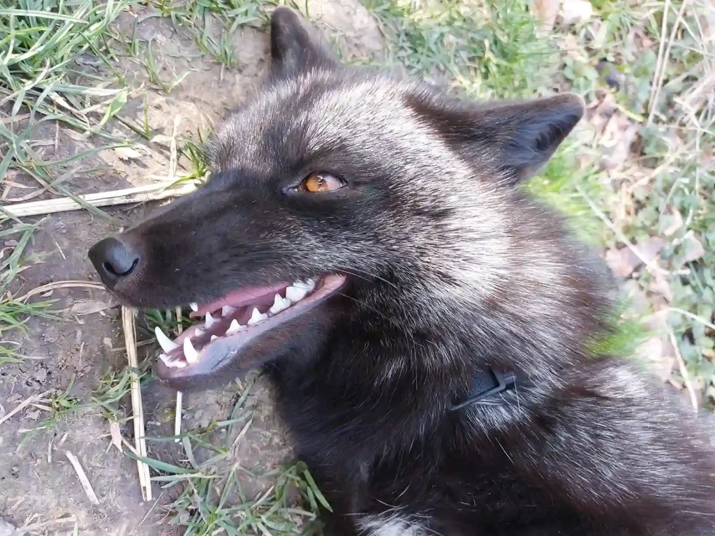 Rudi, a fekete róka, Széppatak Farm látogatóinak állandó játszótársa.