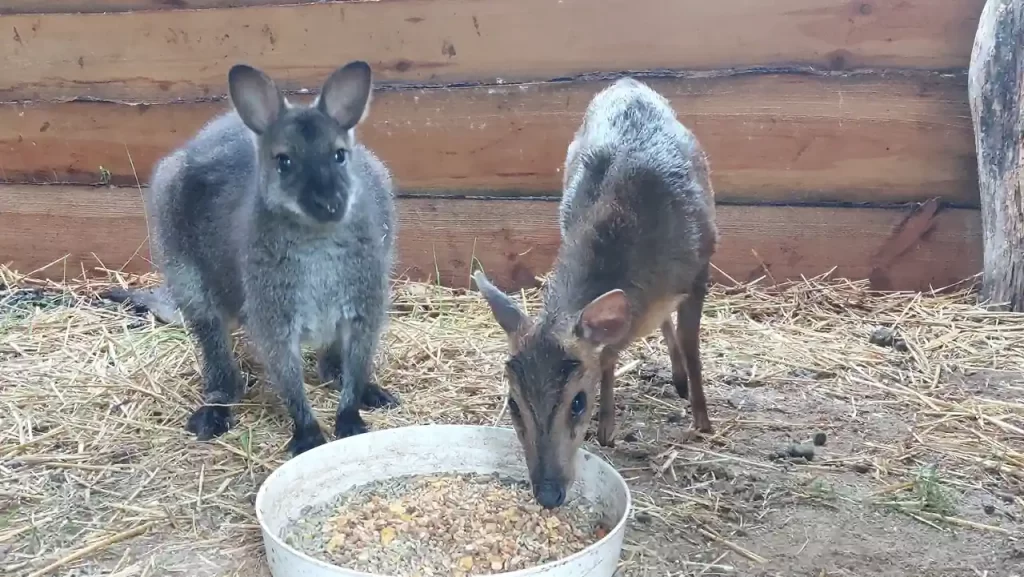 Bambi, a muntyákszarvas Lolával, a kenguruval ebédel.